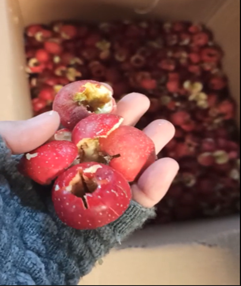 山楂、青梅去核機(jī)